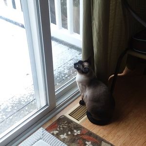 Meet your Posher, Amelia